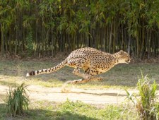 Planeta wielkich kotów