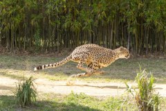 Planeta wielkich kotów