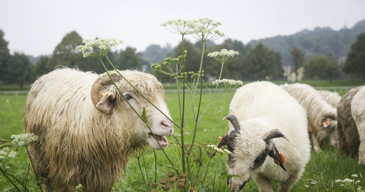 Kraków stawia na białe kosiarki. Mają zaskakującą zaletę