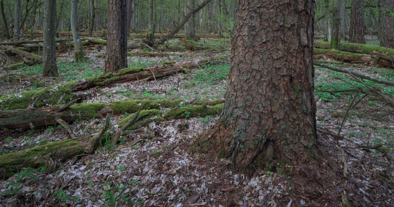 W Polsce mamy jej na pęczki. Pomoże z wodą, duże oszczędności