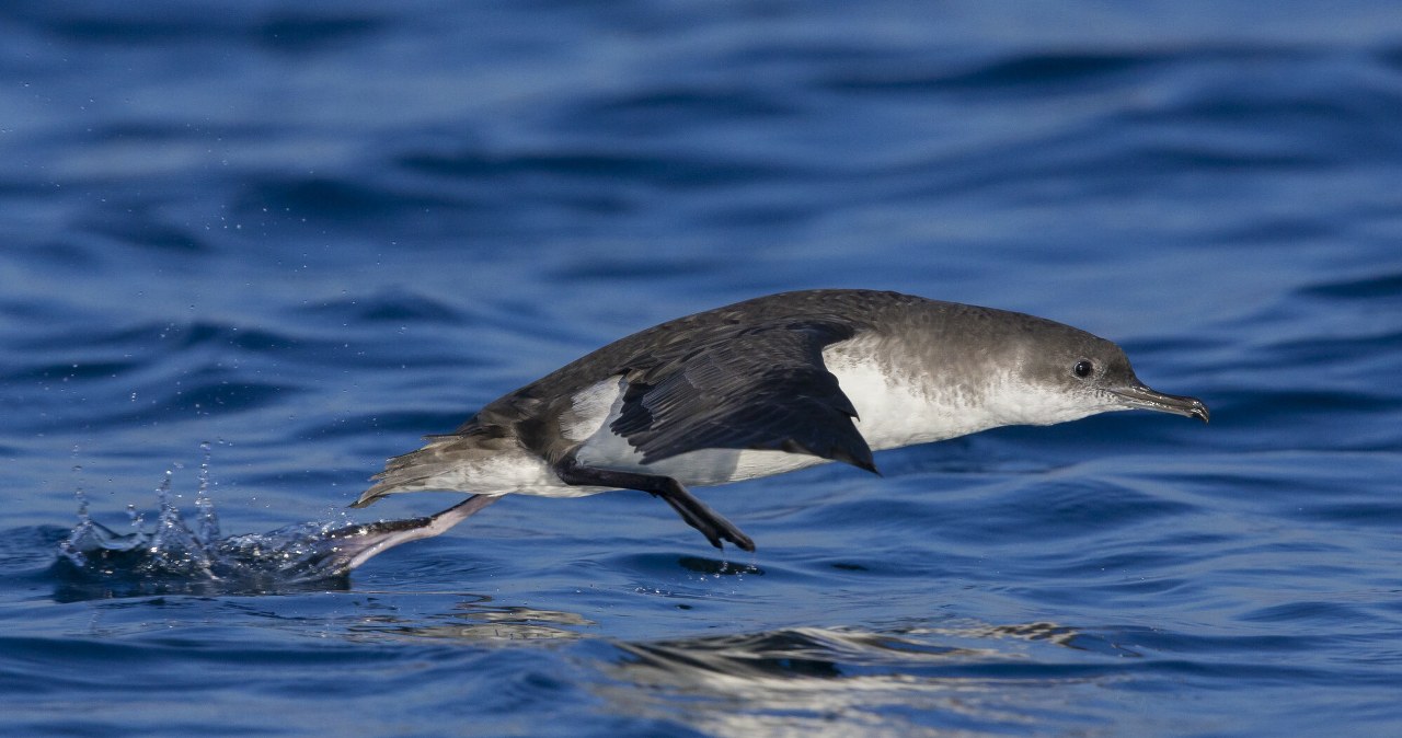 Wyglądają jakby biegały po wodzie. Giną z powodu ludzi i kotów