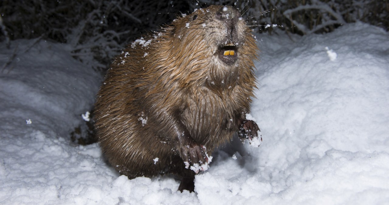 Bóbr z Polski podbił serca internautów. Zabrał się do odśnieżania