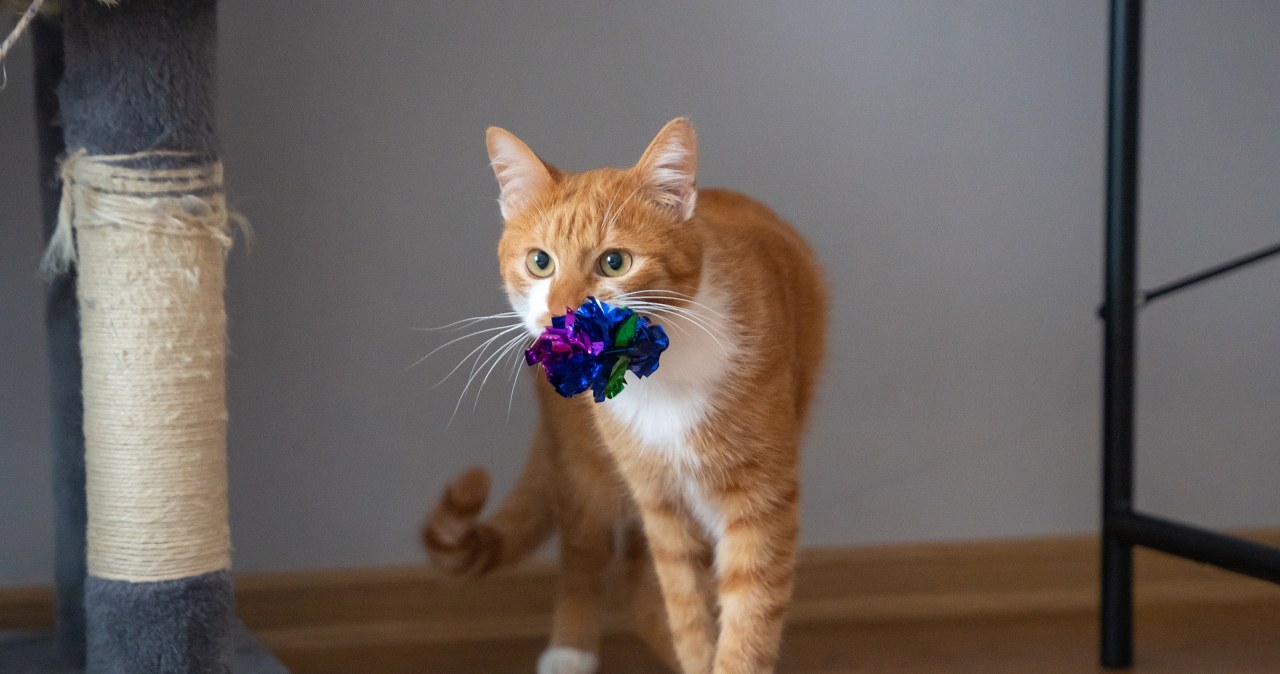 Twój kot wrzuca swoją zabawkę do miski z wodą lub jedzeniem? To istotny znak