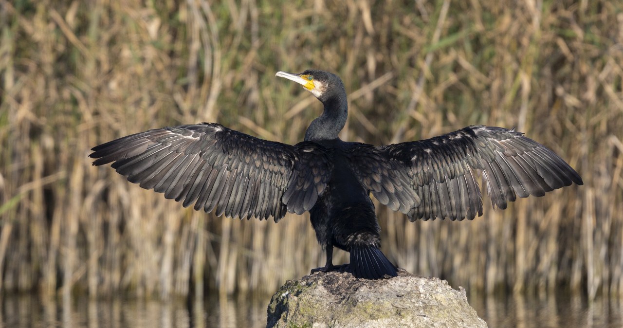 Wielkie wodne ptaki do odstrzału. Jest oficjalna zgoda