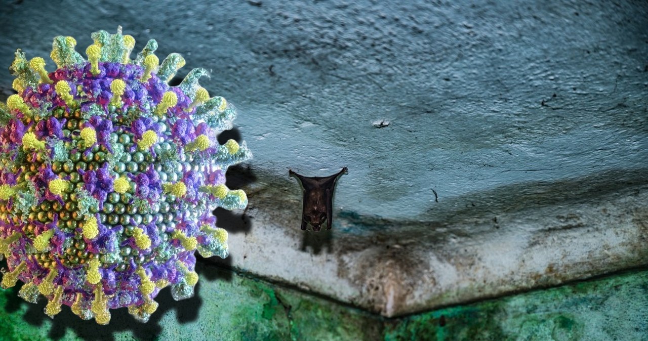 I znowu te nietoperze. Wuhan tym razem uratuje świat przed nową pandemią?