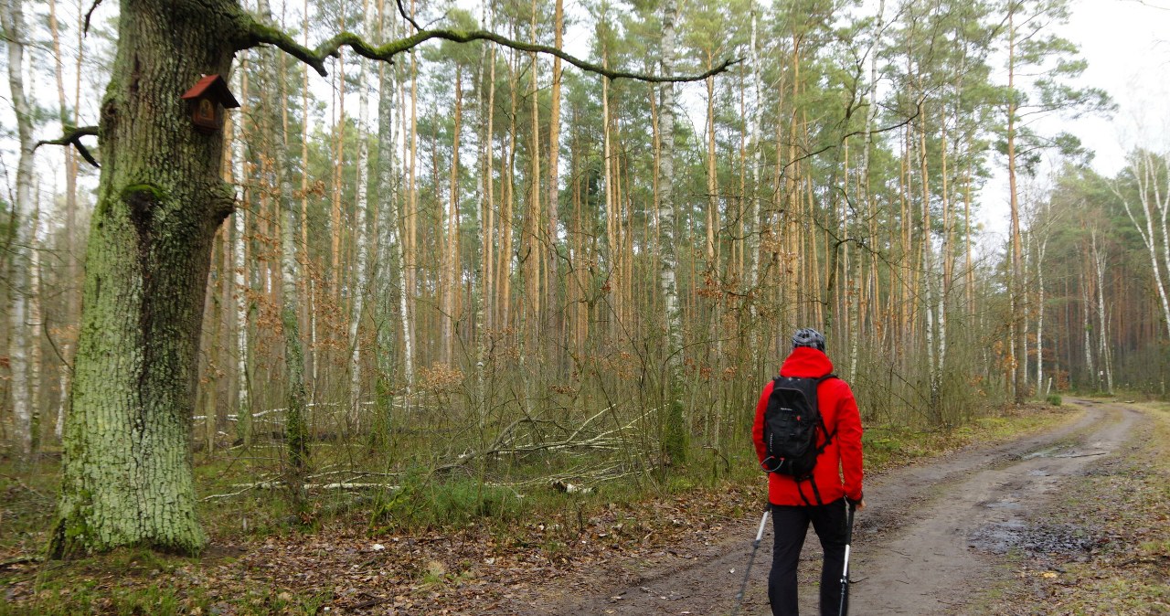Spacer po lesie może skończyć się tragicznie. Jest jak szwajcarski ser