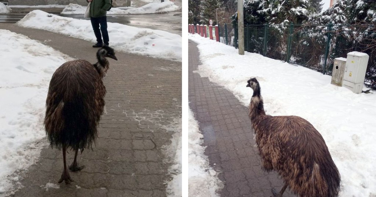 Przemyśl. Emu na ulicach miasta. Ptak uciekł z transportu
