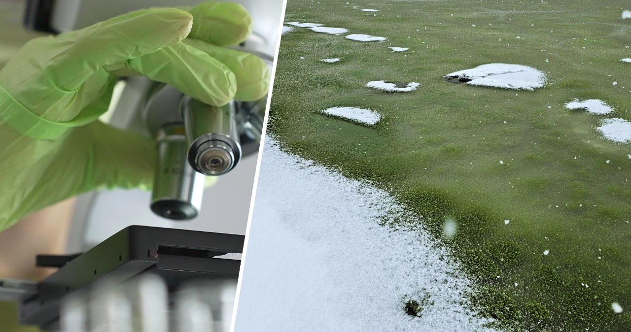 Lód na jeziorze zrobił się zielony. Naukowcy to zbadali