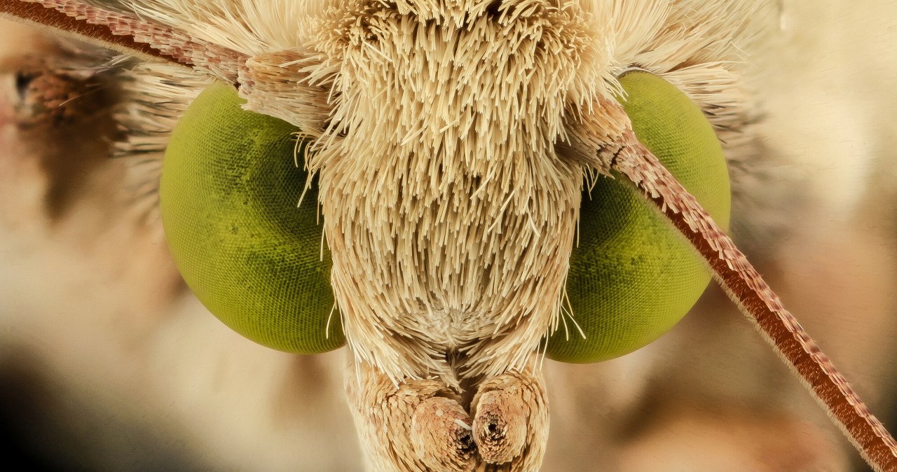 Megaszkodniki z Brazylii. Nowe hybrydy zagrażają całemu światu