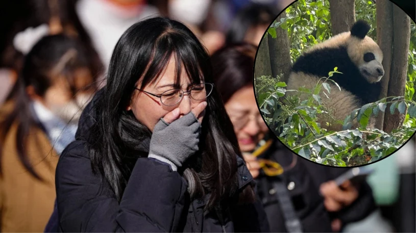 Pekin sięgnął po "dyplomację pand". Japonia nie jest pierwsza