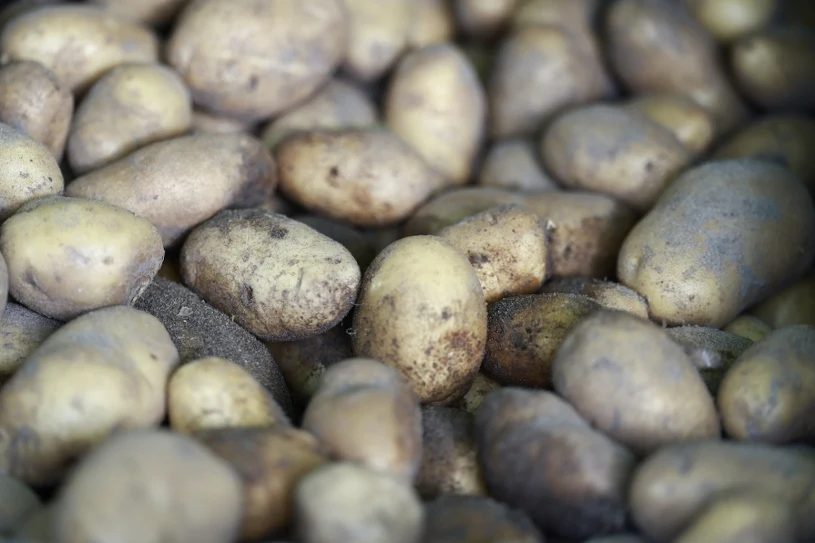 Polskie ziemniaki drożeją w hurcie. Dla rolników to marne pocieszenie?