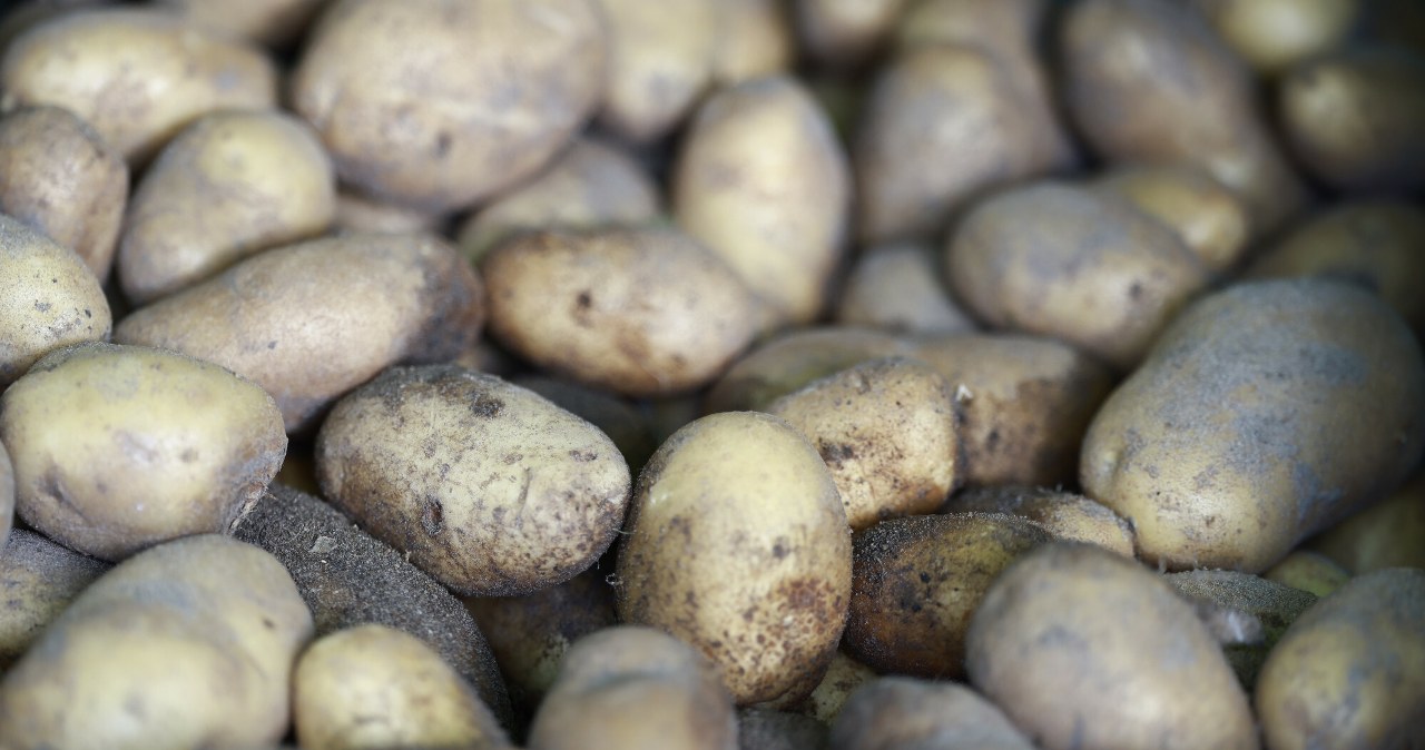 Polskie ziemniaki drożeją w hurcie. Dla rolników to marne pocieszenie?