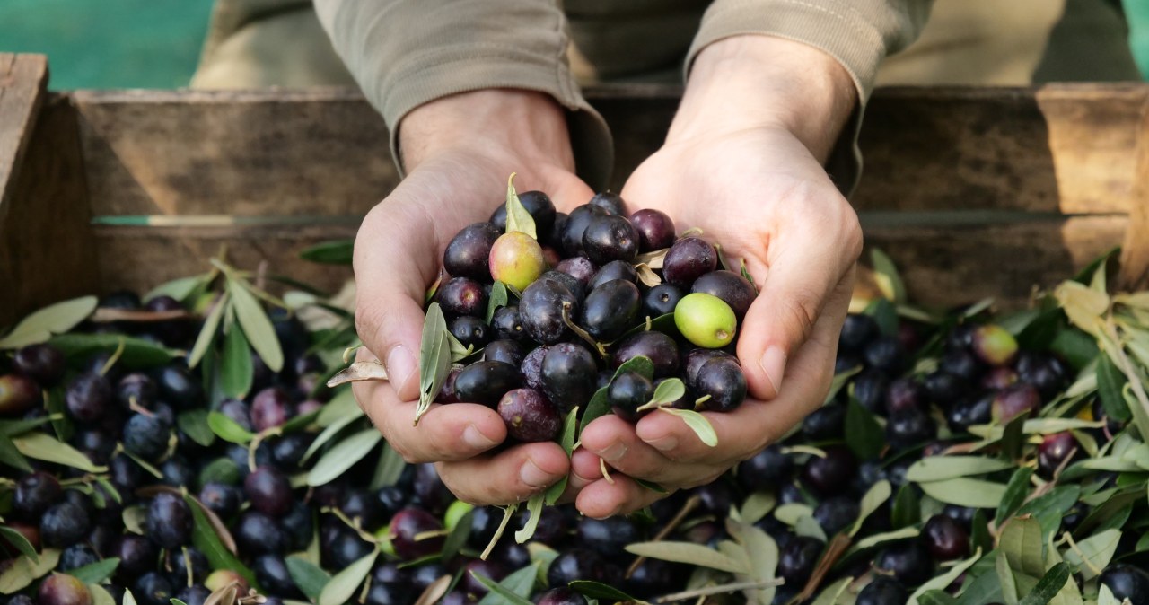 Płynne złoto drożeje. Europejski symbol może nie przetrwać