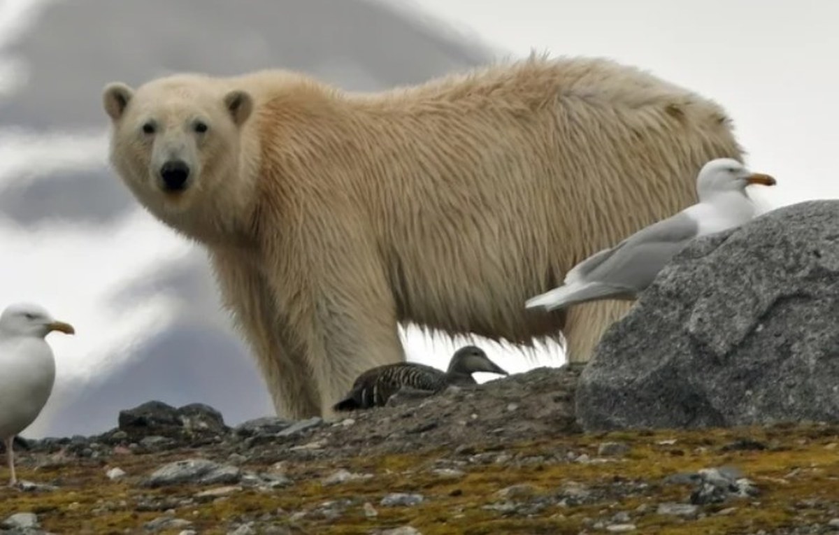 Mniej lodu morskiego, więcej tłuszczu pod futerem. Niedźwiedzie w Svalbard mają się dobrze