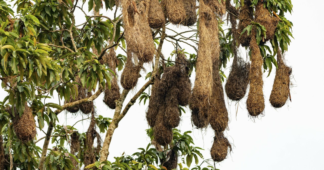 Tajemnicze kokony mają ponad metr długości. To robota ptaków