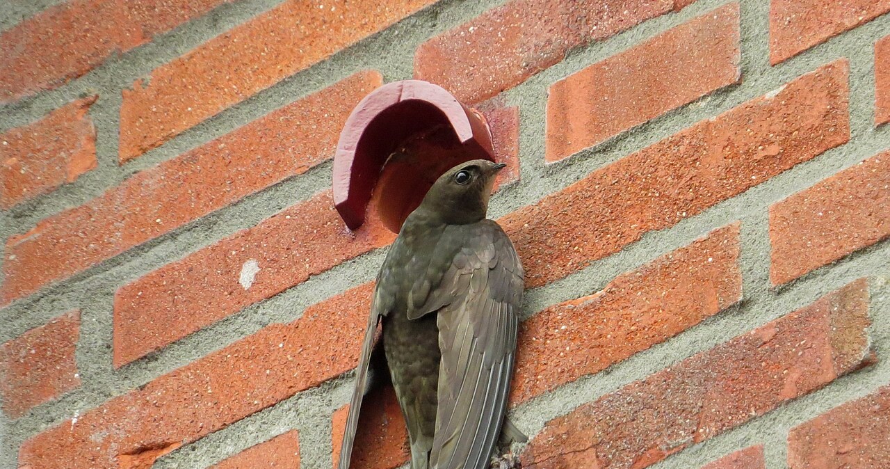 Kraj Europy wprowadza cegły dla jerzyków. Obowiązek w nowych budynkach Kraj Europy wprowadza cegły dla jerzyków. Obowiązek w nowych budynkach