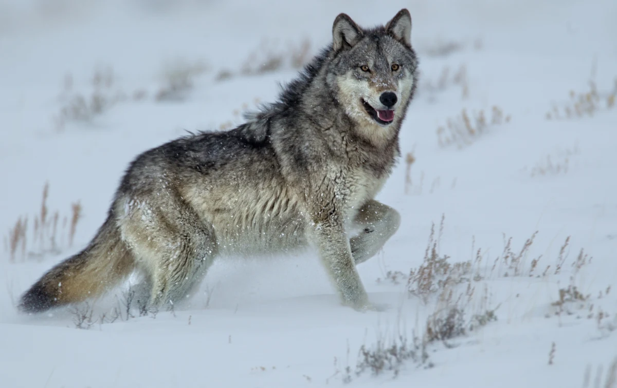Wilczyca z jednej z najbardziej znanych watah Yellowstone została zastrzelona przez kłusownika tuż za granicą parku narodowego. Sprawa wywołała poruszenie wśród obrońców przyrody i ponownie zwróciła uwagę na problem nielegalnych polowań w rejonie, gdzie wilki są nie tylko symbolem dzikiej natury, ale także atrakcją turystyczną i ważnym elementem lokalnego ekosystemu.