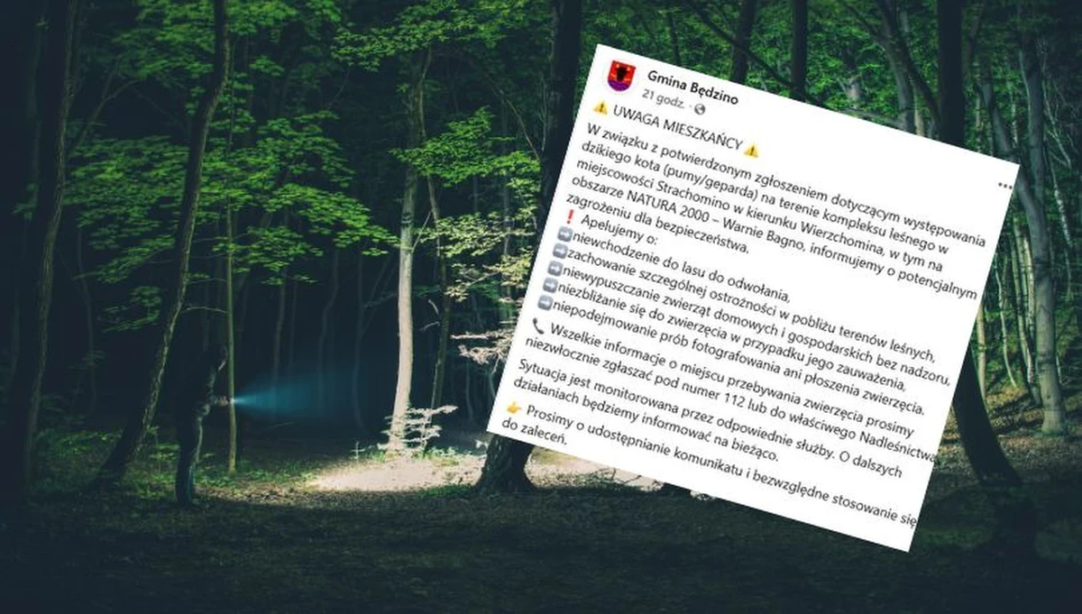 Władze gminy Będzino (woj. zachodniopomorskie) wydały pilny apel do mieszkańców, by do odwołania nie wchodzili do lasu. Powodem jest potwierdzenie obecności dzikiego kota, który może być pumą lub gepardem.