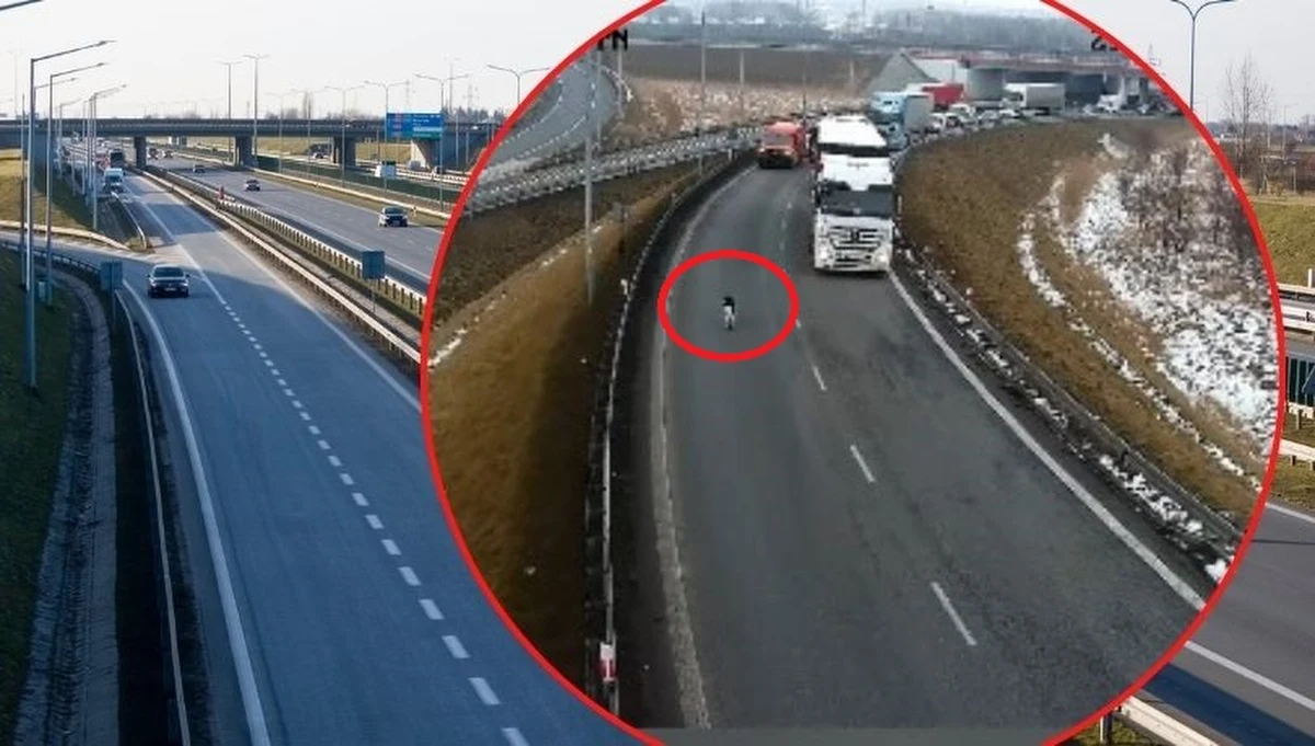 Niecodzienne sceny rozegrały się w czwartek na autostradzie A2 w okolicach Łodzi. Dwa wystraszone cielaki znalazły się na ruchliwej trasie, stwarzając ogromne zagrożenie zarówno dla siebie, jak i dla kierowców. Dzięki błyskawicznej reakcji świadków i służb ratunkowych zwierzęta zostały uratowane, a sytuacja zakończyła się szczęśliwie.

