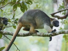 Dzikie lasy Australii