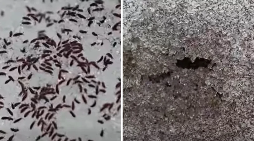 "Zimą masowo wyłaniają się". Nagranie z parku narodowego sensacją