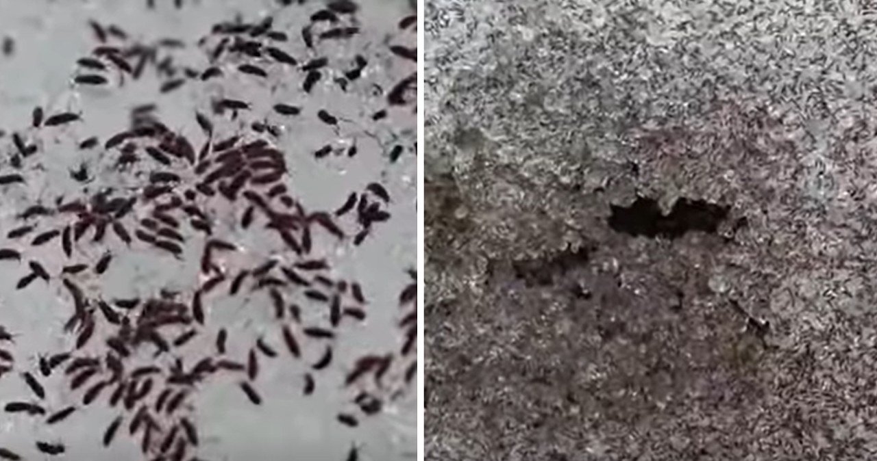 "Zimą masowo wyłaniają się". Nagranie z parku narodowego sensacją