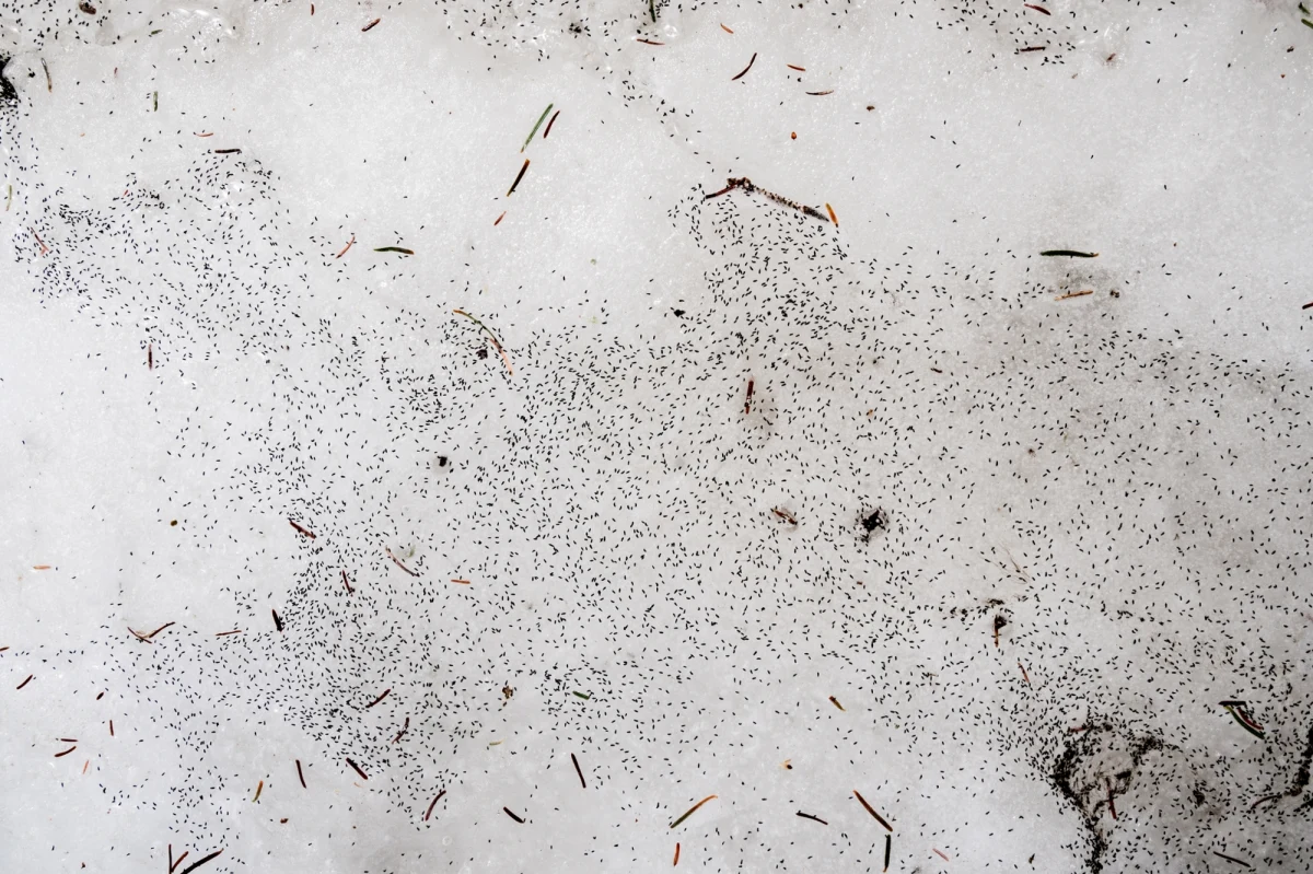 Ostatnie dni przyniosły nietypowe zjawisko na polskich śnieżnych krajobrazach. Wielu z nas mogło zauważyć, że biały puch miejscami wyglądał na "brudny" i jakby się poruszał. Spokojnie - to nie efekt smogu, sadzy z kominów czy spalin ze starych diesli. To znak, że przyroda budzi się do życia nawet w środku zimy.