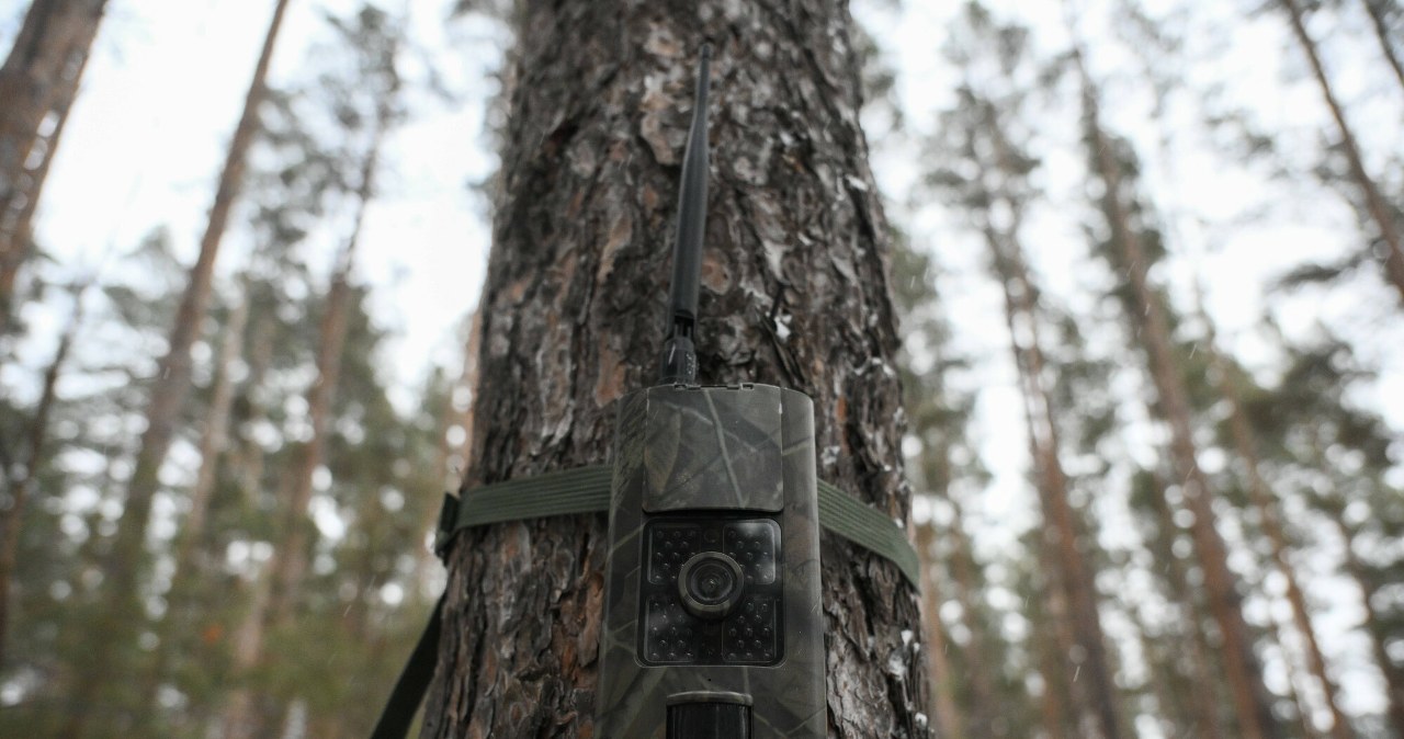 Nadal trwają poszukiwania dzikiego kota. „Alarm był na wyrost” Nadal trwają poszukiwania dzikiego kota. „Alarm był na wyrost”