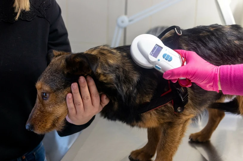 Będzie nowy obowiązek dla opiekunów zwierząt. Poniosą też tego koszty