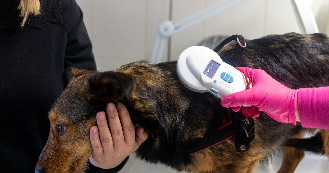 Będzie nowy obowiązek dla opiekunów zwierząt. Poniosą też tego koszty