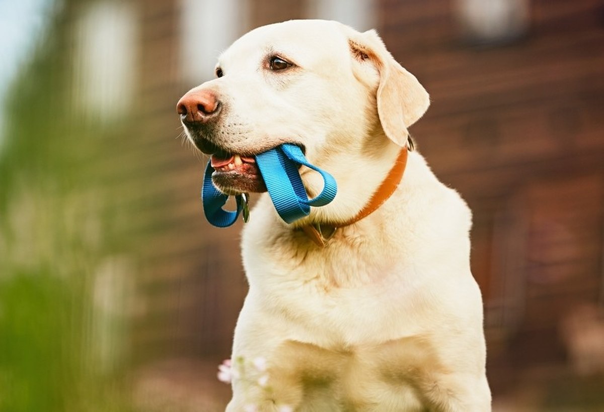 Czipowanie psów będzie obowiązkowe! Kto zapłaci za nowy system?