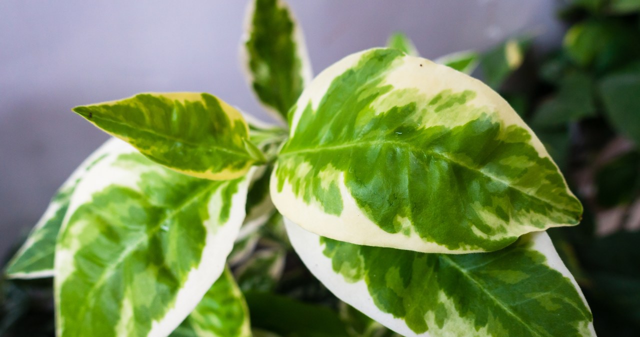 wiadomości,aktualności,Interia Gdzie postawić epipremnum i co robić, żeby miało duże liście?