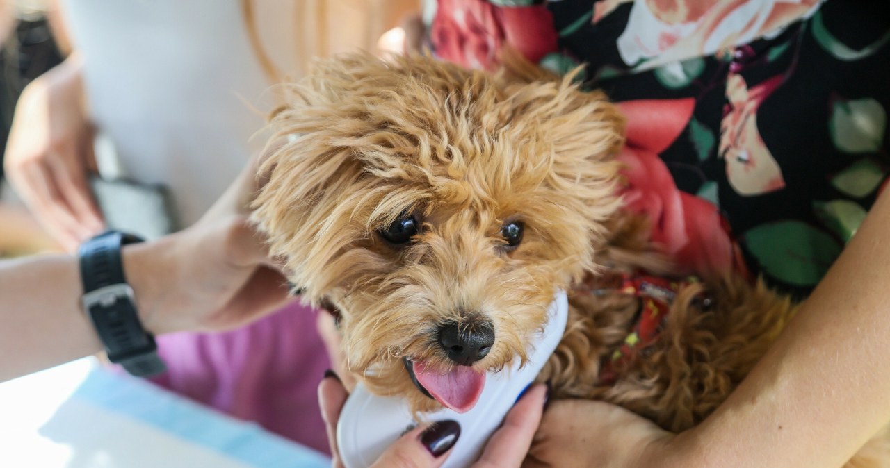 Znalazły się pieniądze na rejestr zwierząt. Efekt afery o schroniska? Znalazły się pieniądze na rejestr zwierząt. Efekt afery o schroniska?