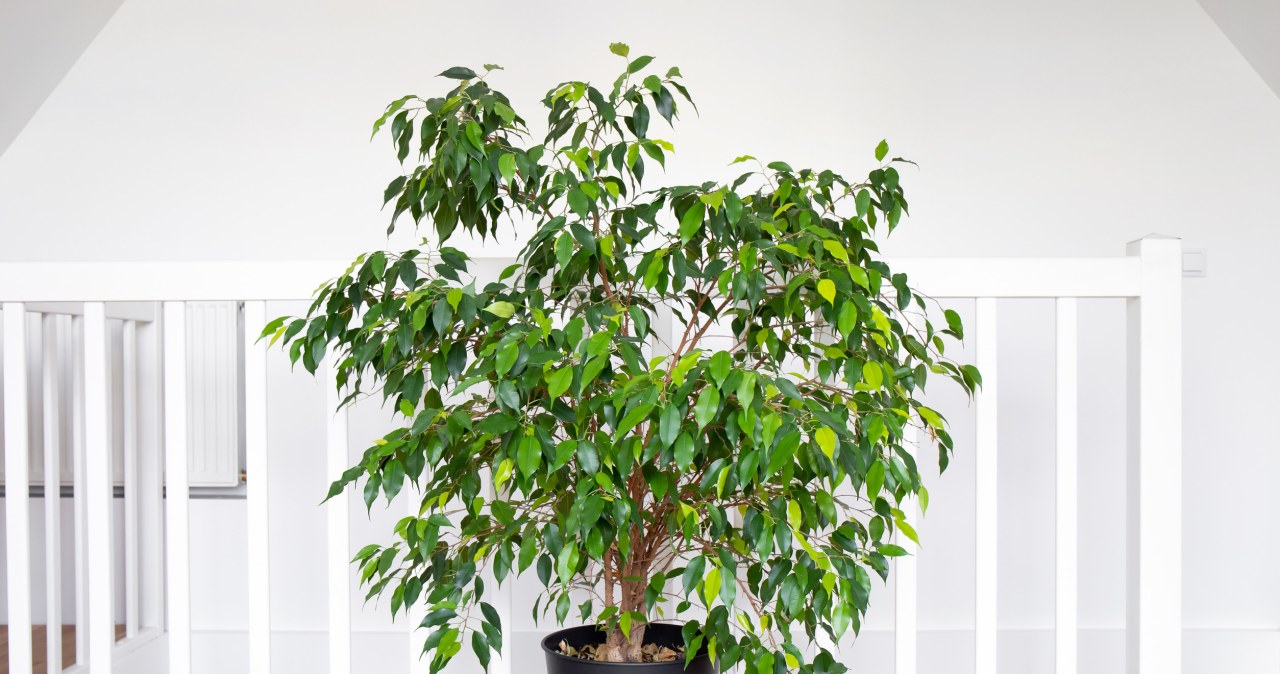 Fikus w okresie grzewczym. Prosty sposób na wzmocnienie rośliny