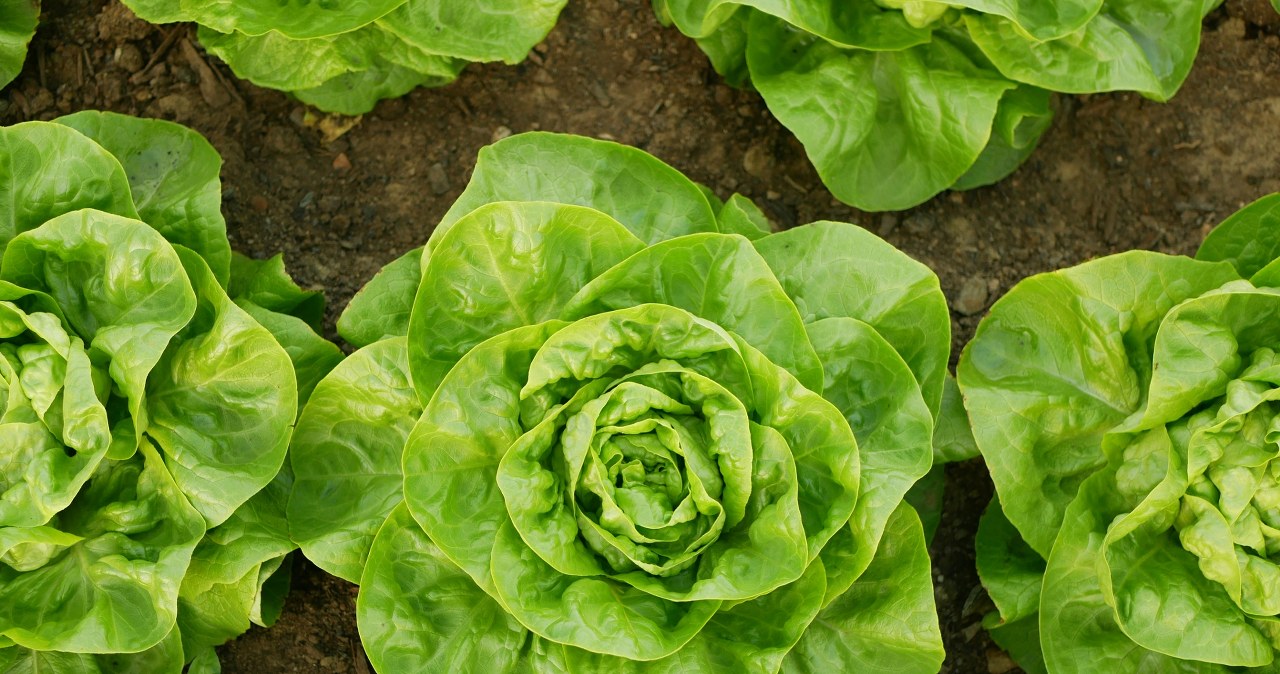 Chcesz mieć warzywa wcześniej, niż sąsiedzi? Wystarczy, iż zrobisz to