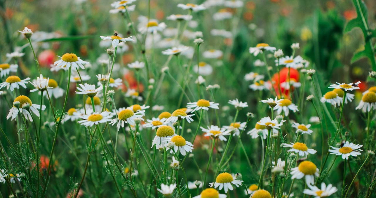 Naturalny sojusznik ogrodników. Na szkodniki zadziała jak tarcza