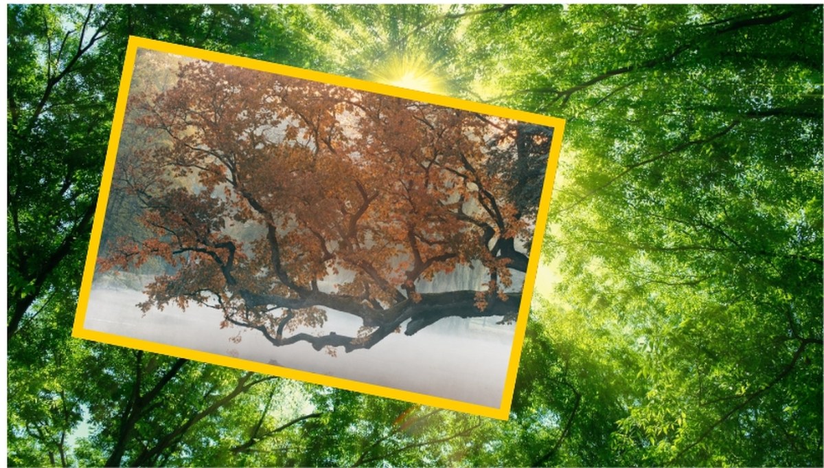 Polski wiąz walczy o tytuł Europejskiego Drzewa Roku