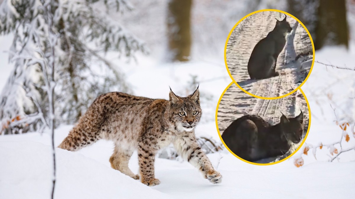 ​Oko w oko z dzikim kotem. Rysie z Pomorza Zachodniego podbiły internet!