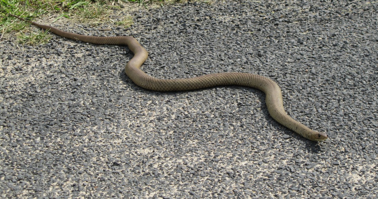 Nagle na peron wpełzł wąż. Pasażer nie wahał się ani chwili Nagle na peron wpełzł wąż. Pasażer nie wahał się ani chwili