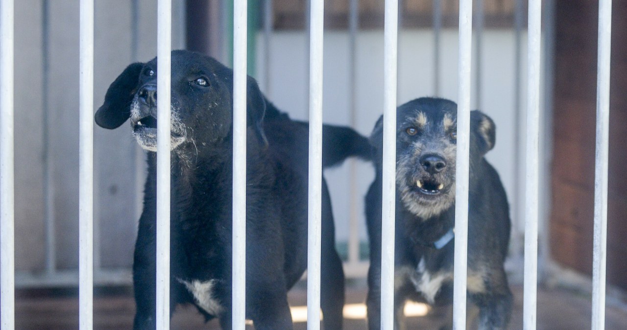 Psy-duchy w pato-schroniskach. Tak biznes wyciąga ręce po niezły zarobek