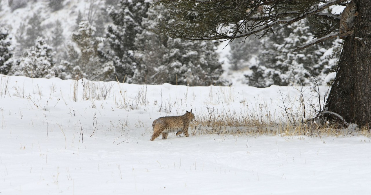 Niezwykłe nagranie z lasu trafiło do sieci. Taki widok to rzadkość