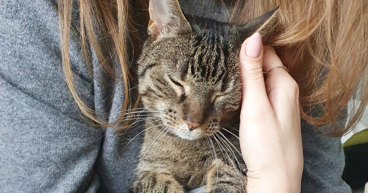 wiadomości,aktualności,Interia Żałoba po zwierzętach bywa silniejsza niż po ludziach. Zaskakujące wyniki