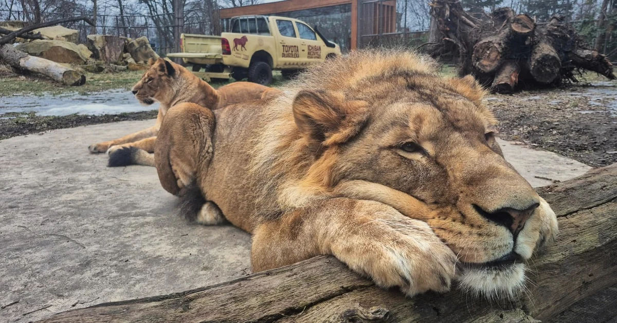 Od 3 lutego 2026 roku we wrocławskim zoo obowiązuje nowy system sprzedaży biletów. Zmiany mają zachęcić odwiedzających do zakupu wejściówek przez internet, co pozwoli nie tylko zaoszczędzić nawet 30 zł na bilecie, ale także ominąć długie kolejki do kas.