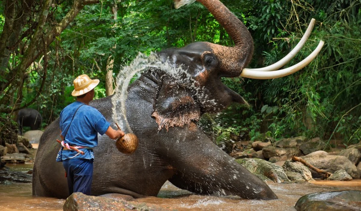 Dziki słoń zaatakował turystę, spacerującego w Parku Narodowym Khao Yai w środkowej Tajlandii. 65-latek został stratowany na oczach żony. Okazuje się, że ten sam słoń już wcześniej odebrał życie dwóm osobom.