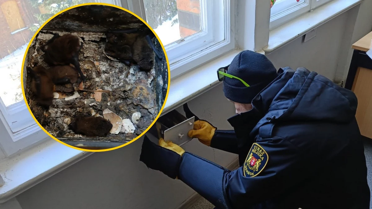 Siedem młodych nietoperzy uratowali strażnicy miejscy w Gdańsku, po tym jak otrzymali zgłoszenie, że ze ściany w szkole dobiegają podejrzane dźwięki. Zwierzęta znajdowały się pod parapetem. Schroniły się tam, wtulone w siebie. Nietoperze trafiły pod opiekę weterynarzy.