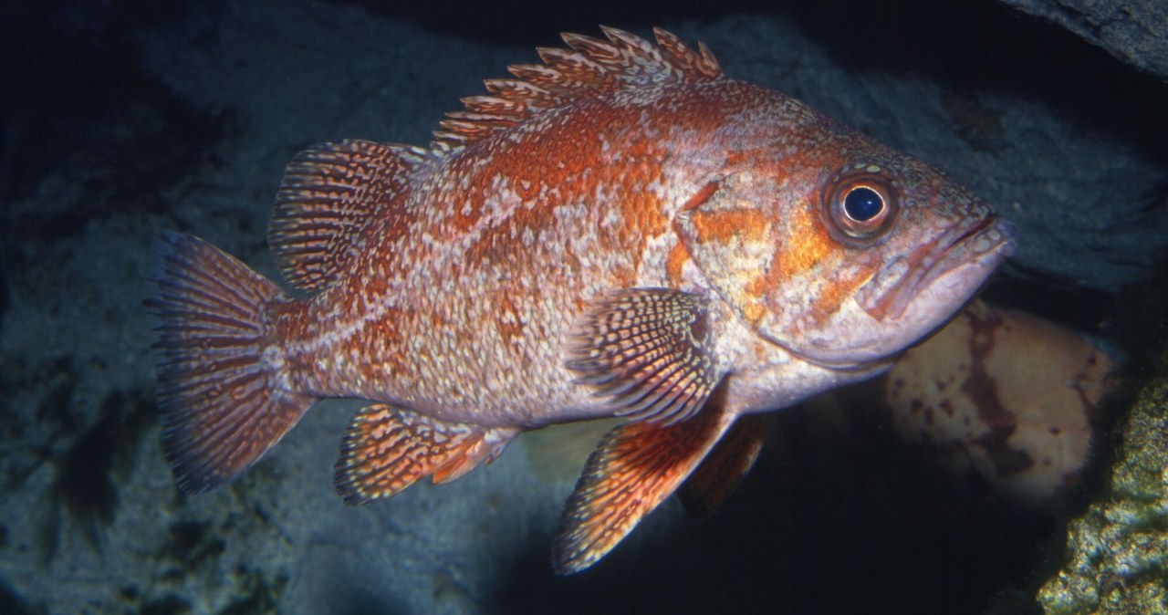 wiadomości,aktualności,Interia Ryby głosu nie mają? Bzdura. Można rozpoznać je po dźwiękach