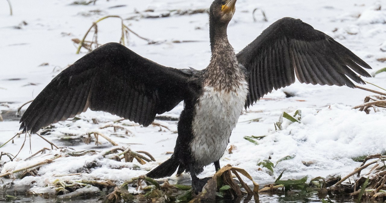 wiadomości,aktualności,Interia Próbowały się ogrzać. Kormorany zginęły w oczyszczalni