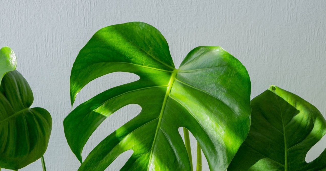 philodendron pink Philodendron 'Pink Princess' | Indoor Plant | Tropical Plant | Potted Plant main image 0