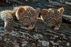 Mashatu: ziemia lampartów