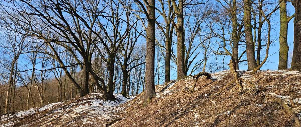 Zakończyły się prace odsłaniające starodrzew w rezerwacie "Lisia Góra" w Rzeszowie. Sędziwe dęby, liczące nawet 300 lat, zyskały więcej światła i wody po usunięciu młodszych drzew i krzewów, które dotąd odbierały im składniki odżywcze. Prace trwały niemal dwa tygodnie i objęły polanę z najstarszymi okazami.